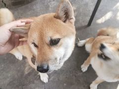 -柴犬高等学院·狗咖·柴犬售卖·宠物训练