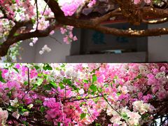 -深圳国际园林花卉博览园