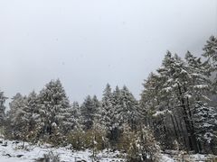 -金鼎雪山牦牛杂火锅(理县总店)