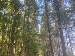 -黄海国家森林公园