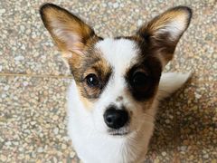 -瑞鹏宠物医院犬猫全科(真大分院)