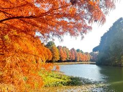 -上海海湾国家森林公园