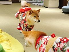 -逗柴咖啡屋·狗咖猫咖宠物桌游