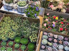 -循礼门鲜花花市(武汉循礼门店)