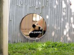 -卧龙中华大熊猫苑神树坪基地