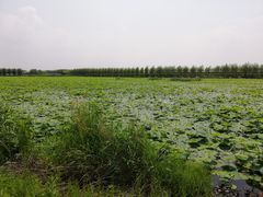 -呼兰河口湿地公园