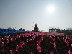 -杭州湾海上花田景区