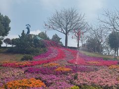 -东莞植物园