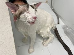 -瑞鹏宠物医院犬猫全科(真大分院)