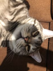 -幸运7纹身刺青Lucky7tattoo