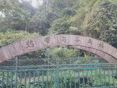 -西双版纳原始森林公园