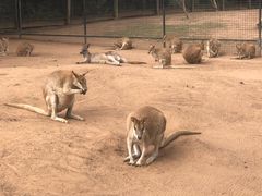 -费瑟代尔野生动物园