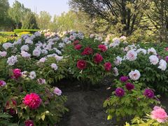 -莲花池公园