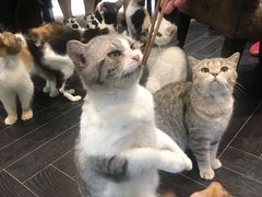 -猫色咖啡·猫咖