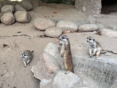 -上海野生动物园