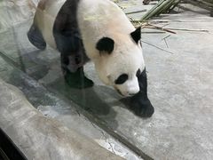 -栾川竹海野生动物园