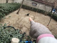 -三里屯东五街银杏大道