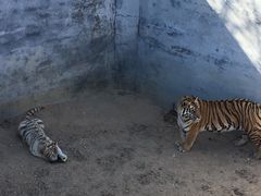 -西霞口神雕山野生动物世界