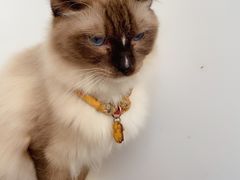 -猫在这儿猫咪咖啡馆·撸猫馆