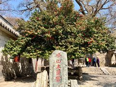 -青岛崂山太清宫