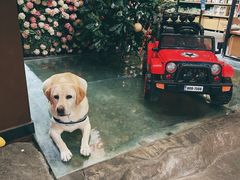 -百好乐宠物友好餐厅(朝外大街店)