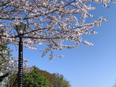 -高东镇樱花园