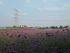 -紫颐香薰山谷景区