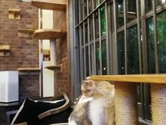 -more than meow吴止猫主题餐厅(承德 中船汇店)