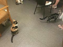 -猫色咖啡·猫咖