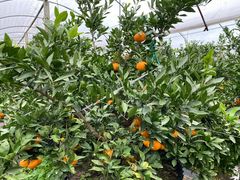 -前小桔亲子创意农场·草莓采摘·露营烧烤