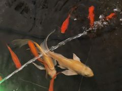 -洲际酒店·凌霄中餐厅SUMMIT