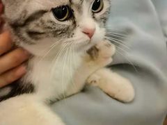 -猫大福·Fortune Cat猫舍(百子湾店)