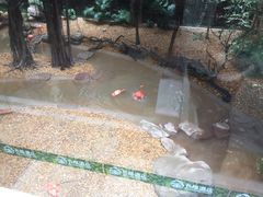 -麒麟中餐厅·经典粤菜·地道菜式老字号(广州长隆酒店)