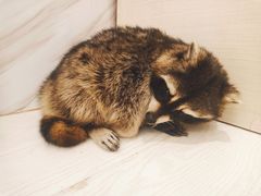 -浣熊柯尔鸭土拨鼠·电玩咖