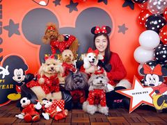 -超宠爱宠物摄影-Super pet