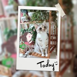 店主家的猫猫-卡尔诗·科技美肤连锁
