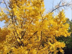 -千年银杏谷文化旅游区