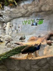 -Zoolung Zoolung动物主题公园(海信广场店)