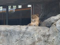 -林肯公园动物园