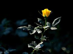 -人民公园(罗湖区)