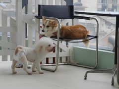 -怪兽屋·羊驼·猫咖·狗咖(俊华广场店)