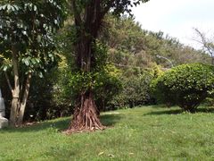 -云溪植物园