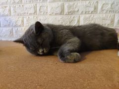 -平行世界·猫咖(首经贸店)