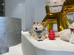 -柴务处·柴犬主题狗咖