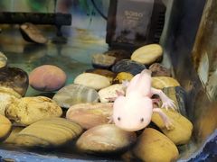 -上海大自然野生昆虫馆(东方明珠·爬宠昆虫探索中心)
