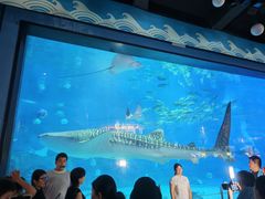-烟台海昌鲸鲨海洋公园