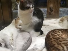 -more than meow吴止猫主题餐厅(承德 中船汇店)