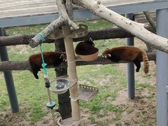 -西霞口神雕山野生动物世界