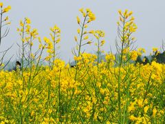 -汉长安城未央宫国家考古遗址公园
