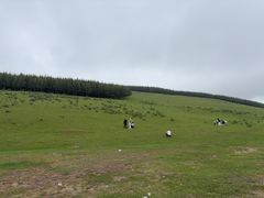 -御道口草原森林风景区